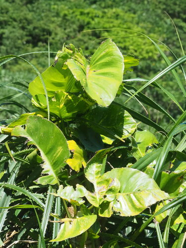 Klimop plant — Bild 3