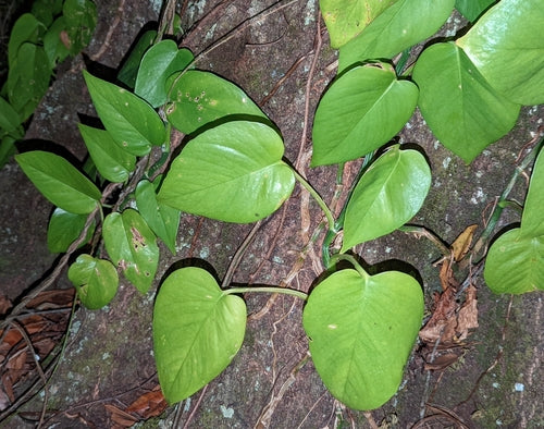 Klimop plant — Bild 5