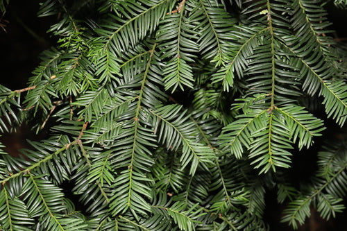 taxus — Bild 4