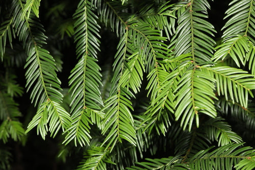 taxus — Bild 5