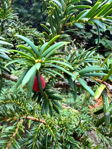 taxus — Bild 3