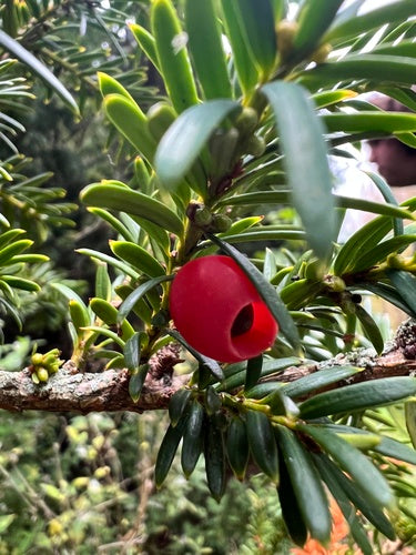 taxus — Bild 2