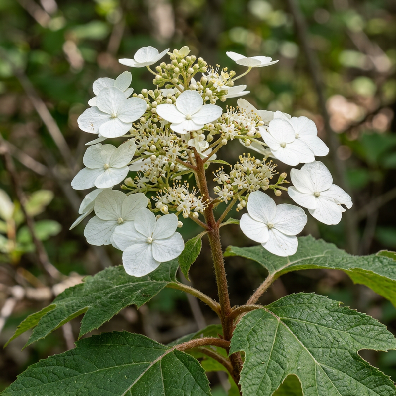 Eikenbladige hortensia