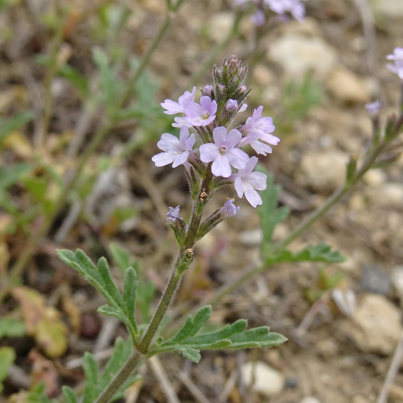Verbena