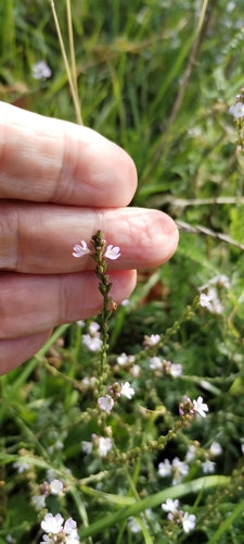 Verbena — Bild 4