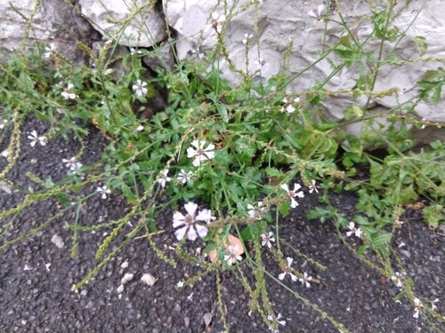 Verbena — Bild 5