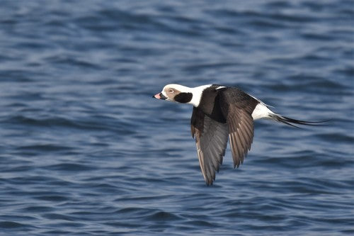 Eend met lange staart — Bild 5