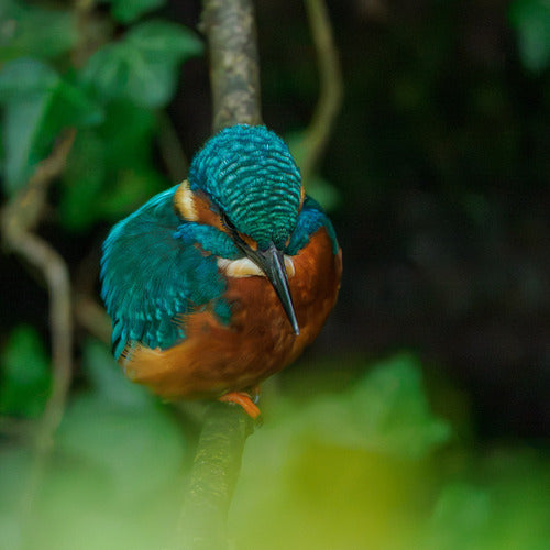 ijsvogel — foto 4 van 8