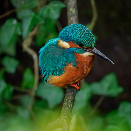 ijsvogel — foto 5 van 8