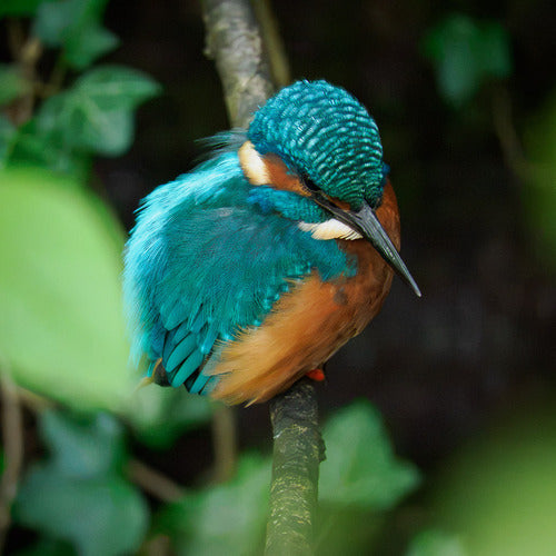ijsvogel — foto 2 van 8