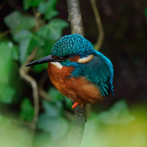 ijsvogel — foto 1 van 8