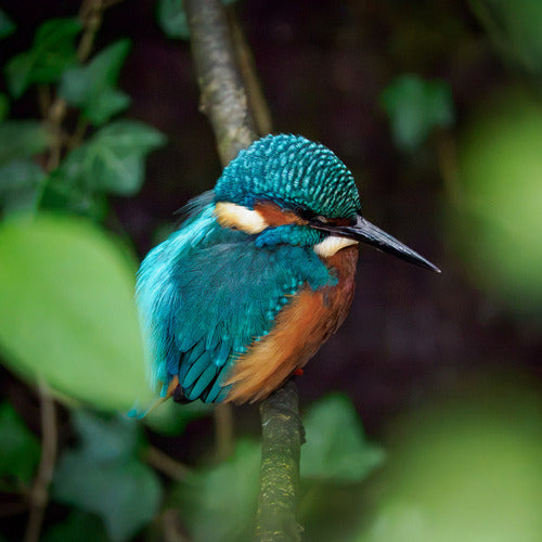 ijsvogel — foto 3 van 8