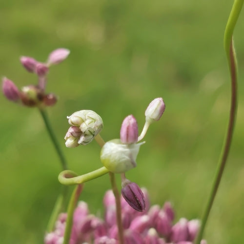Olifant knoflook — Bild 2
