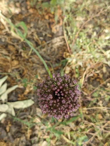Olifant knoflook — Bild 5