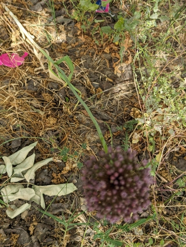 Olifant knoflook — Bild 4