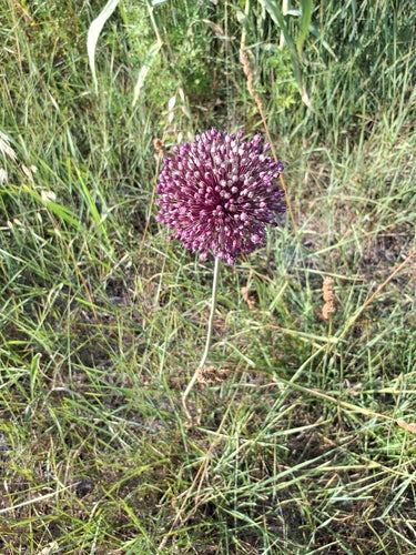 Olifant knoflook — Bild 3