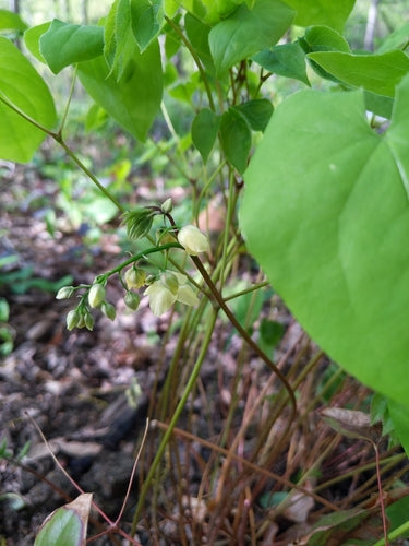 Fee bloem — Bild 5
