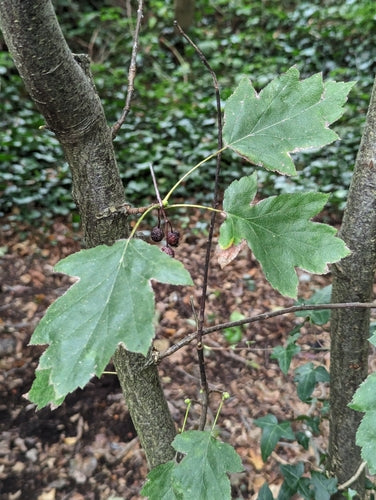 Bosbes — Bild 4