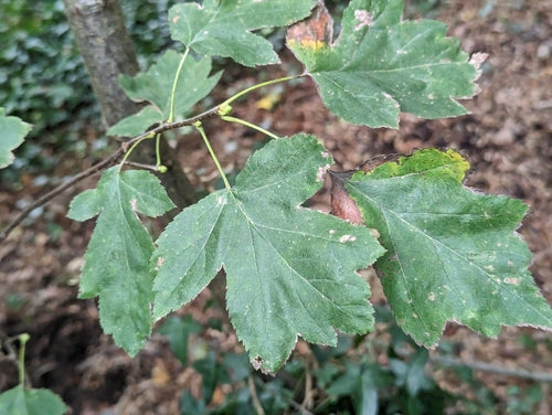 Bosbes — Bild 3