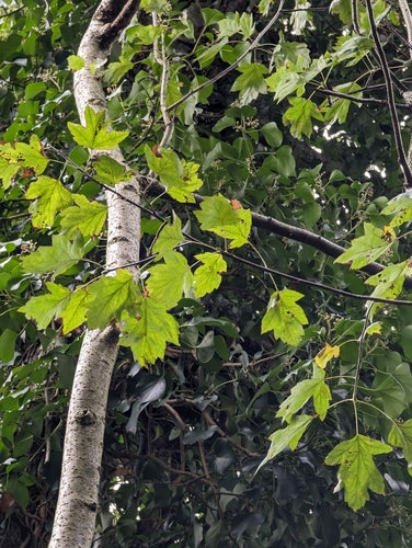 Bosbes — Bild 2