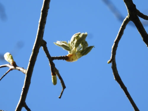 Bosbes — Bild 5