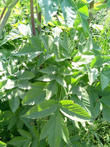 Angelica — foto 4 van 9