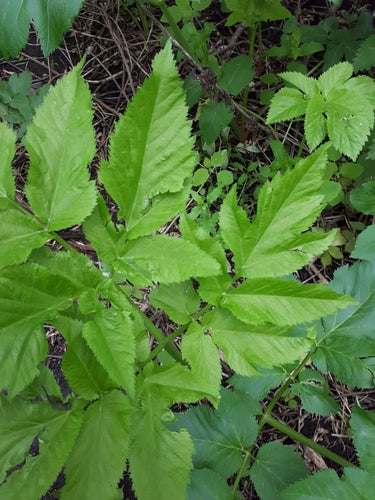 Angelica — Bild 4