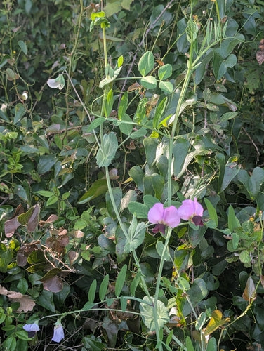 Erwten — foto 5 van 11