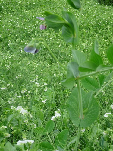 Erwten — Bild 5