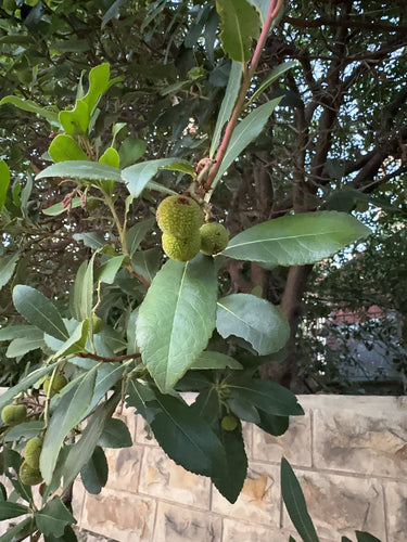 Aardbeienboom — Bild 2