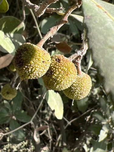 Aardbeienboom — Bild 5