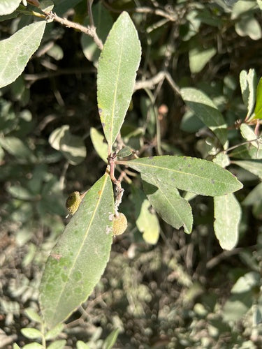 Aardbeienboom — Bild 4