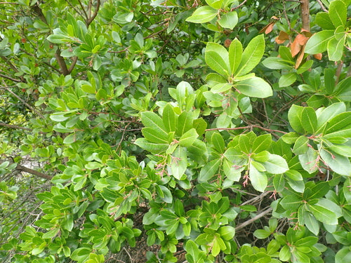 Aardbeienboom — Bild 1
