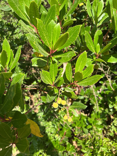 Aardbeienboom — Bild 3