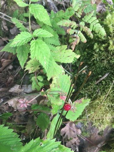 Aardbeien — Bild 5
