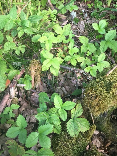 Aardbeien — Bild 4