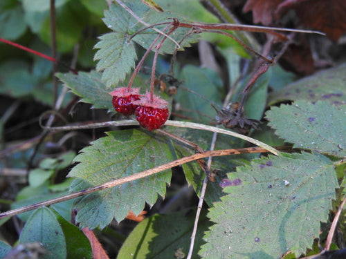 Aardbeien — Bild 2
