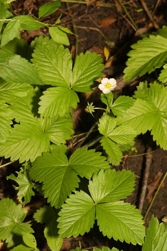 Aardbeien — Bild 3