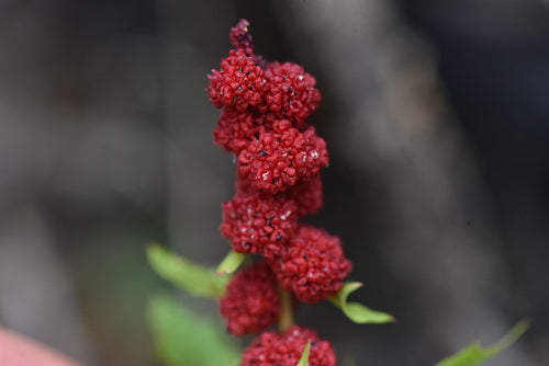 Aardbeienspinazie — Bild 5