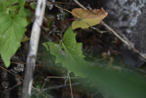 Aardbeienspinazie — Bild 3