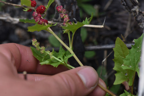 Aardbeienspinazie — Bild 2