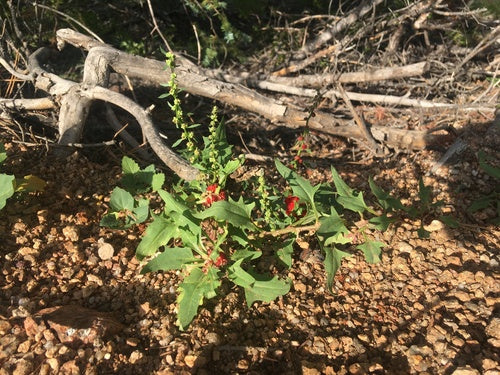 Aardbeienspinazie — Bild 1