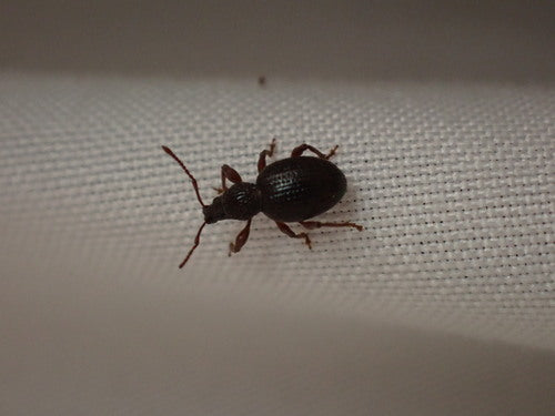 Aardbeienwortelkever — Bild 3