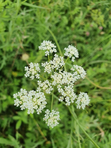 Aardekastanje — Bild 2