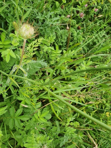 Aardekastanje — Bild 1