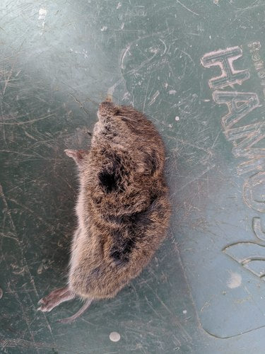 Aarde muis — Bild 5