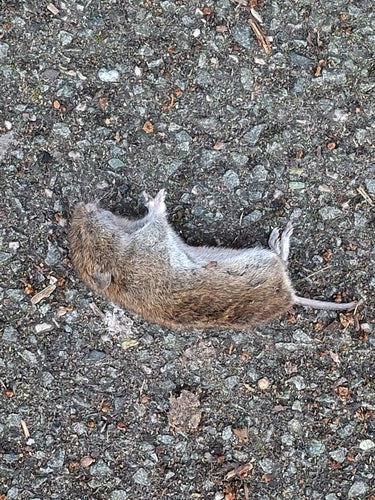 Aarde muis — Bild 4