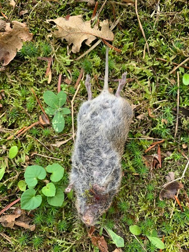 Aarde muis — Bild 3