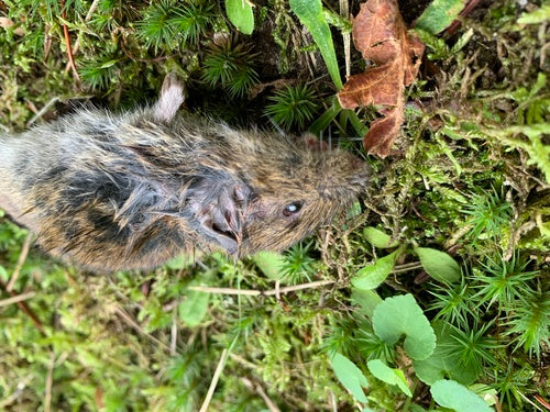 Aarde muis — Bild 2