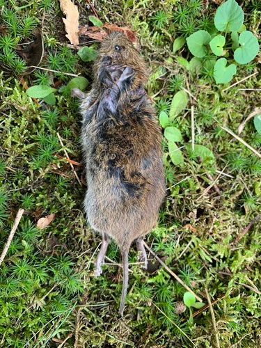 Aarde muis — Bild 1